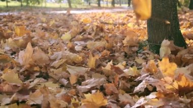 Sonbaharda doğa. Akçaağaç Yaprakları. Ormanda Yürüyüş ya da Sonbaharda Park. Yellow Fallen Leaves 'in arka planı. Turuncu yapraklarla kaplı bir yer. Sonbahar Paleti. Ağır çekim. Kapat.