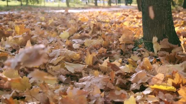 Natura jesienią. Upadłe liście klonu. Spacer po lesie lub parku jesienią. Tło żółtych opadłych liści. Grunt pokryty pomarańczowymi liśćmi. Jesienna paleta. Zwolniony ruch. Zamknij się. — Wideo stockowe