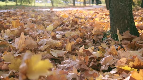 Natura in autunno. Foglie cadute di acero. Passeggiate nella foresta o nel parco in autunno. Sfondo di foglie cadute gialle. Terreno coperto con foglie d'arancio. Tavolozza d'autunno. Rallentatore. Primo piano — Video Stock