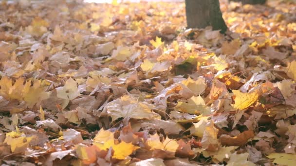 秋の自然。カエデの葉が落ちています。秋には森や公園を歩く。黄色の落ち葉の背景。オレンジの葉で覆われた地面。秋のパレット。スローモーション。閉じろ! — ストック動画