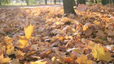 Sonbaharda doğa. Akçaağaç Yaprakları. Ormanda Yürüyüş ya da Sonbaharda Park. Yellow Fallen Leaves 'in arka planı. Turuncu yapraklarla kaplı bir yer. Sonbahar Paleti. Ağır çekim. Kapat.