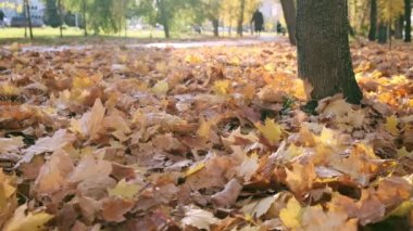 Sonbaharda doğa. Akçaağaç Yaprakları. Ormanda Yürüyüş ya da Sonbaharda Park. Yellow Fallen Leaves 'in arka planı. Turuncu yapraklarla kaplı bir yer. Sonbahar Paleti. Ağır çekim. Kapat.