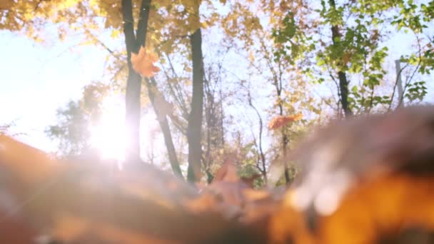 Natura in autunno. Foglie cadute di acero. Passeggiate nella foresta o nel parco in autunno. Sfondo di foglie cadute gialle. Terreno coperto con foglie d'arancio. Tavolozza d'autunno. Rallentatore. Primo piano Filmato Stock Royalty Free