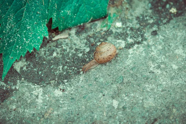 Φως καφέ σαλιγκάρια close-up — Φωτογραφία Αρχείου