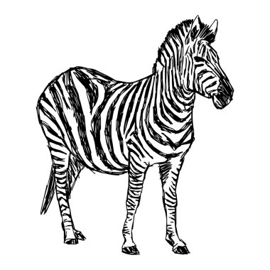 illüstrasyon vektör doodle elle çizilmiş kroki zebra duran ben