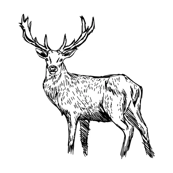 Ilustración vector garabato dibujado a mano de esbozo reno aislado — Archivo Imágenes Vectoriales