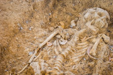 mezar mezar iskelet insan kemikleri, arkeolojik siteler
