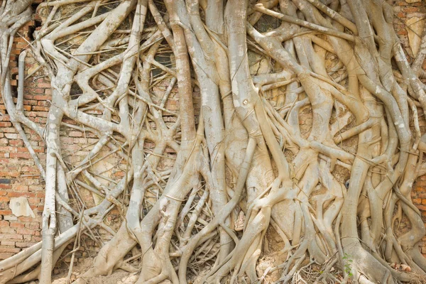 Raíz de árbol que cubre la antigua pared de ladrillo en Temple, Tailandia — Foto de Stock