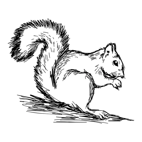 Ilustração vetor mão desenhar rabiscos de esquilo isolado no wh —  Vetores de Stock