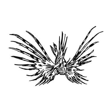 illüstrasyon vektör ele karalamalar deniz akvaryum balık Zebra Lionfish çekin