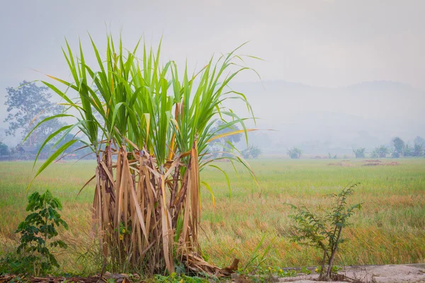 Suikerriet plantages in de achtergrond van het platteland met werkrug — Stockfoto