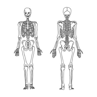 illustration vector hand draw doodles of human skeleton from the posterior and anterior view, anatomy of human bony system clipart