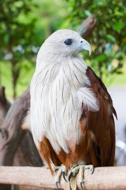 portre Brahminy uçurtma. Kızıl sırtlı deniz kartal. Tayland, dikey.