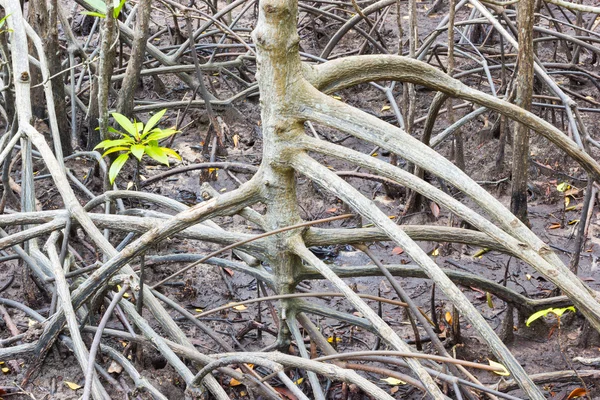 Manglar con raíces en laguna, Tailandia — Foto de Stock