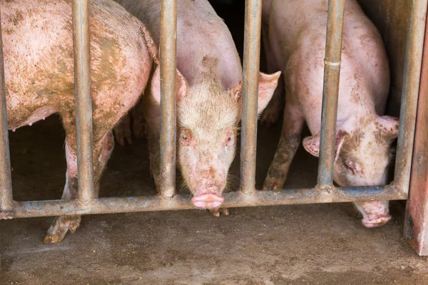Брудні свині в брудні збереглися на фермі, Таїланд — стокове фото