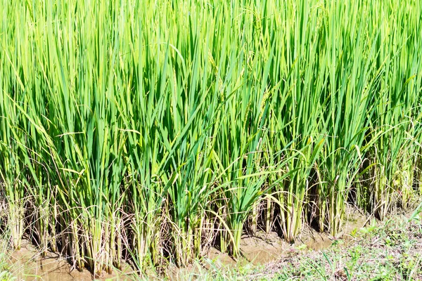 特写的水稻植株在稻田 — 图库照片