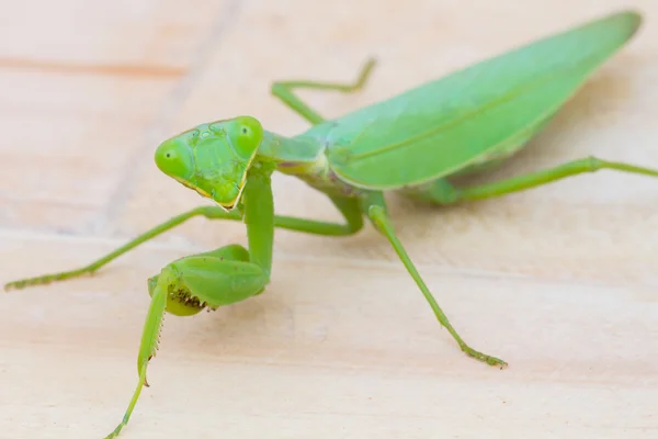 Nahaufnahme grüne Gottesanbeterin auf hölzernem Hintergrund. Gottesanbeterin. Selektiver Fokus — Stockfoto