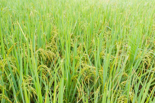 Geel groene rijst veld na het regent, Thailand — Stockfoto