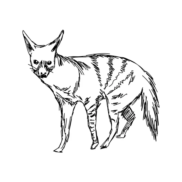 Ilustração vetor mão desenhada de aardwolf isolado no fundo branco —  Vetores de Stock