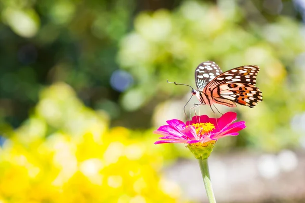 トロピカル ガーデンにピンクの花を蝶します。タイ — ストック写真