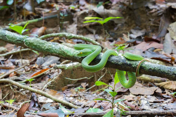 Belle couleur vert vif Vipère à lèvres blanches serpent enroulé autour d'une branche d'arbre dans une forêt . — Photo