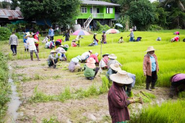 Chiang Rai, Tayland - 16 Temmuz: Chiang rai, Tayland 16 Temmuz 2016 dikim fidan pirinç tanımlanamayan Taylandlı çiftçi hazırlık. Geniş çekim