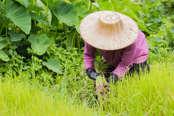 Agricultor tailandés con sombrero tradicional que trabaja en el campo de arroz —  Fotos de Stock
