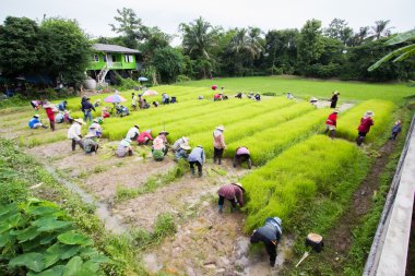 Chiang Rai, Tayland - 16 Temmuz: Chiang rai, Tayland 16 Temmuz 2016 dikim fidan pirinç tanımlanamayan Taylandlı çiftçi hazırlık. Geniş çekim