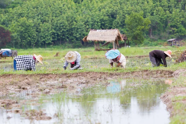 Agricultor tailandés que trabaja en el campo de arroz —  Fotos de Stock