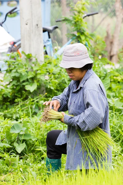 CHIANG RAI, TAILANDIA - 16 DE JULIO: Mujeres agricultoras tailandesas no identificadas preparan plántulas de arroz para plantar el 16 de julio de 2016 en Chiang rai, Tailandia . . —  Fotos de Stock