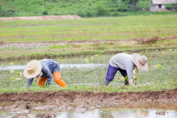 Agricultores tailandeses que trabajan en el campo de arroz —  Fotos de Stock