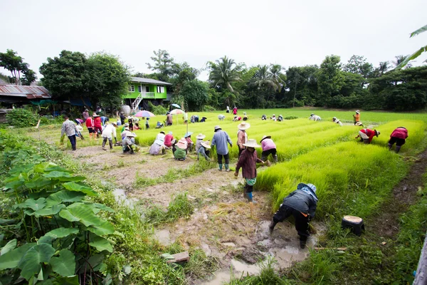 CHIANG RAI, TAILANDIA - 16 DE JULIO: Los agricultores tailandeses no identificados preparan plántulas de arroz para plantar el 16 de julio de 2016 en Chiang rai, Tailandia. Amplio tiro —  Fotos de Stock