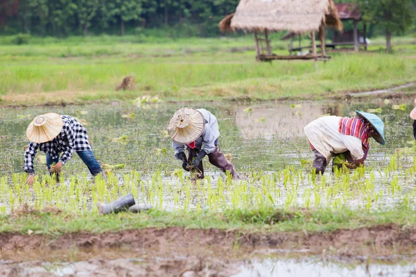 Agricultores tailandeses que trabajan en el campo de arroz —  Fotos de Stock