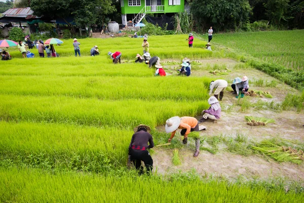 CHIANG RAI, THAILAND - JULY 16 : Unidentified Thai farmers preparation rice seedlings for planting on July 16, 2016 in Chiang rai, Thailand. Wide shot — Stock Photo, Image