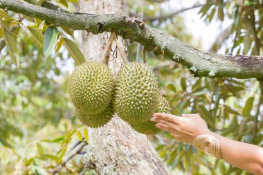 Ağaçta, Tayland Durian dokunmadan el