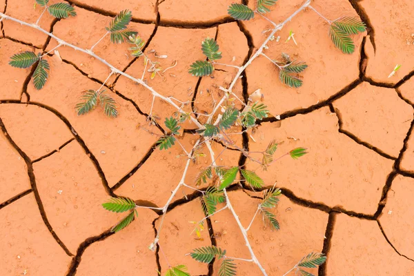 Closeup background of cracked dry soil with mimosa plant. Top vi — Stock Photo, Image