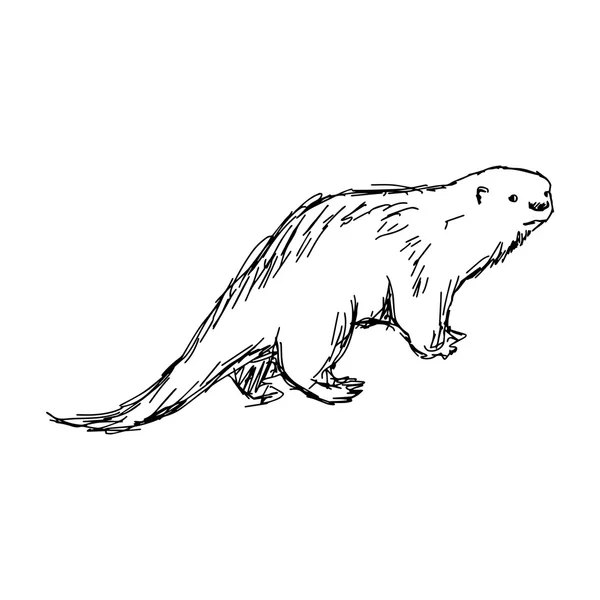 Ilustración vector dibujado a mano boceto de African Clawless Otter aislado sobre fondo blanco — Archivo Imágenes Vectoriales