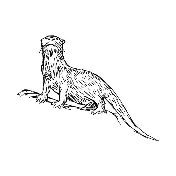 Ilustração vetor desenhado à mão esboço de lontra Africano Clawless isolado no fundo branco —  Vetores de Stock