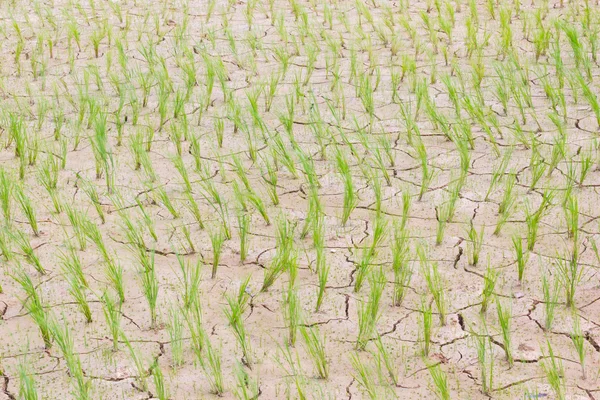 Foto orizzontale di morire giovane riso verde sul campo di cracking — Foto Stock