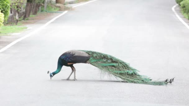 Peacock voederen zaden op de weg — Stockvideo