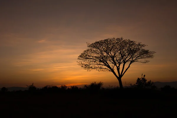 Tree in silhouette style with color shade sky in the evening bef — Stock Photo, Image