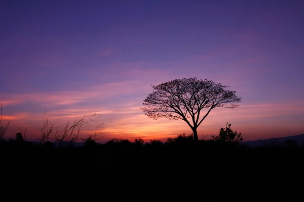 Tree in silhouette style with color shade sky in the evening bef — Stock Photo, Image