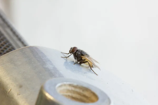 Mosca domestica con copyspace — Foto Stock