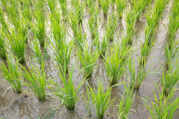 Neloupaná rýže - rýže pole — Stock fotografie