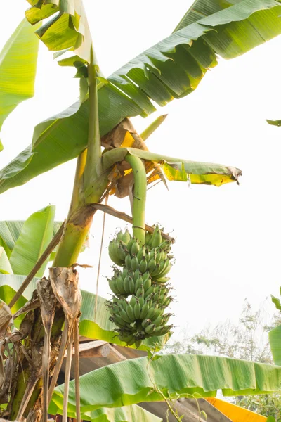 Banane buchet cu copacul său — Fotografie, imagine de stoc