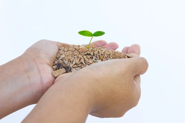 Main et plante isolées sur fond blanc — Photo