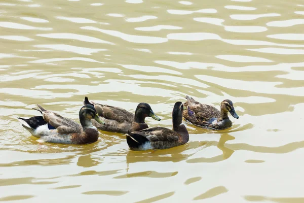 A covey of wild duck is in the river, thailand — Stock Photo, Image