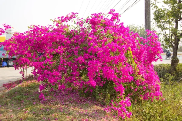 Un árbol de buganvillas rosadas situado junto a la carretera — Foto de Stock