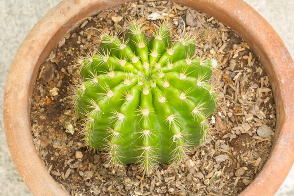 Kaktus im Blumentopf, Nahaufnahme — Stockfoto