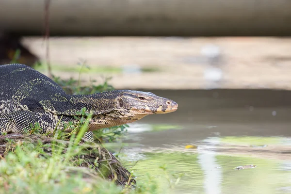 Detailní záběr na monitor ještěrka - varanus na zelené trávy zaměření na — Stock fotografie